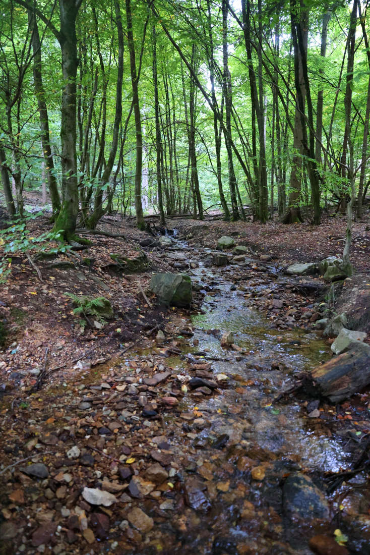 Der Bachlauf 'Kaltes Wasser' ist einer der Zuflüsse zu den Teichen des Forellenguts Herzberger. Er wird unterhalb zum Eschbach.
